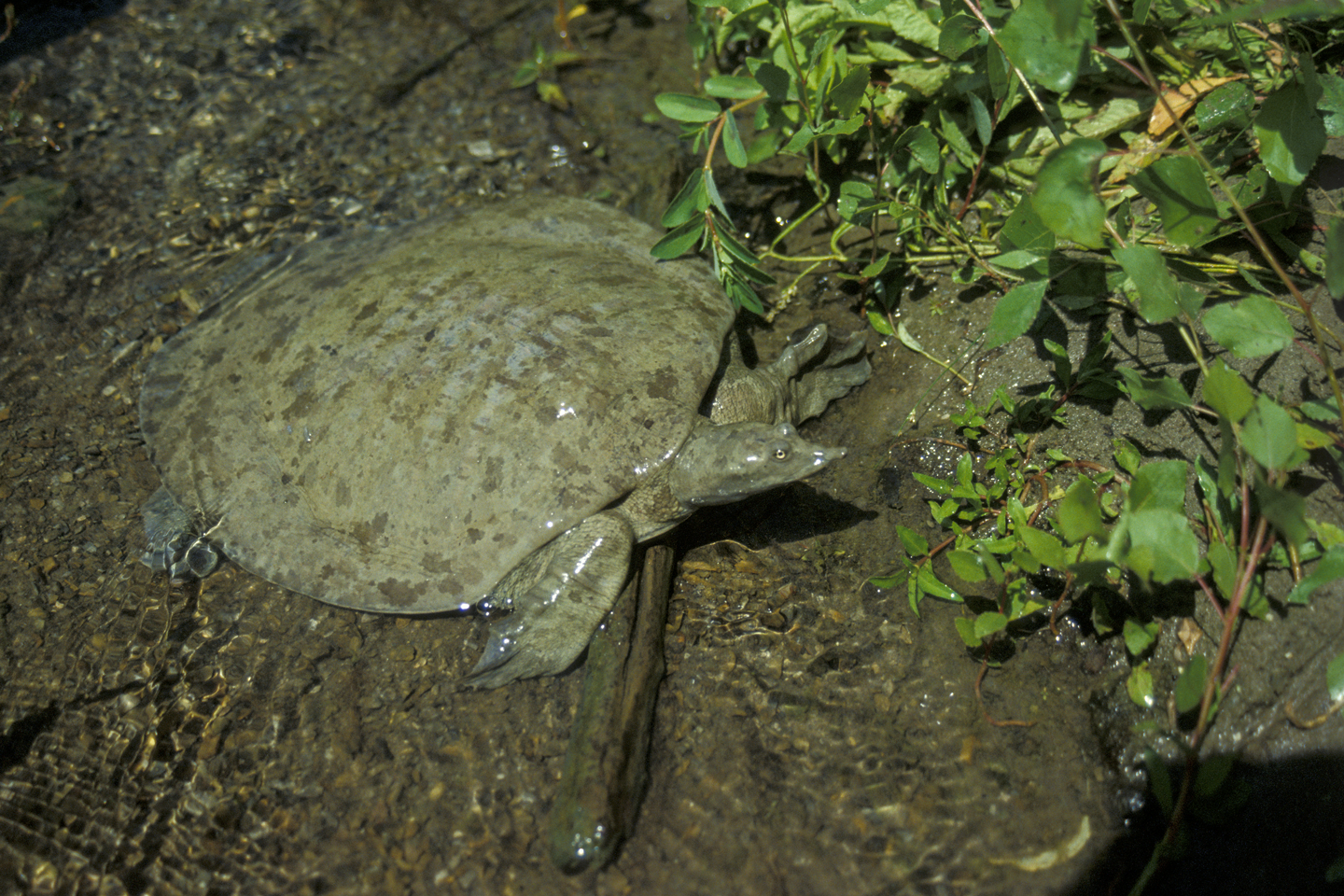 a spiny softshell turtle crawls pit of water to foliage