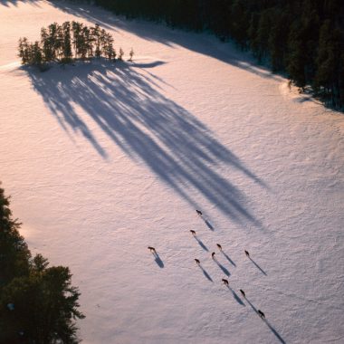 A pack of wolves runs across snowy landscape