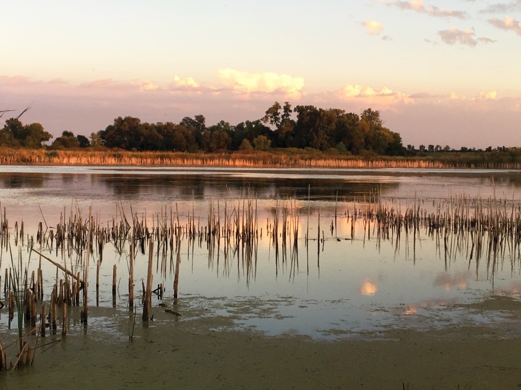 a sun sets on a full wetland