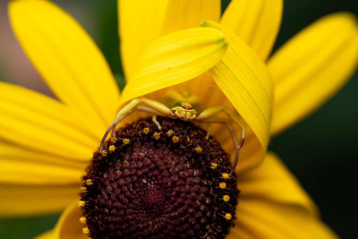 White-banded crab spider on a yellow flower