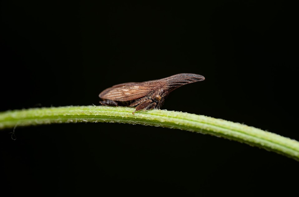 wide-footed treehopper