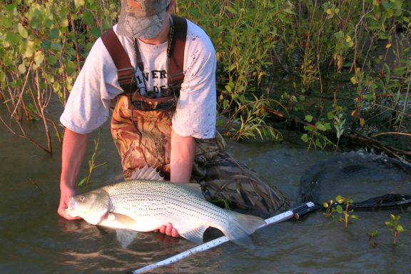 An angler releases a large wiper that was measured in water with a fishing net that has a measurement system on the pole.