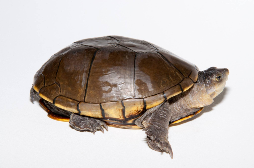 a turtle isolated on white