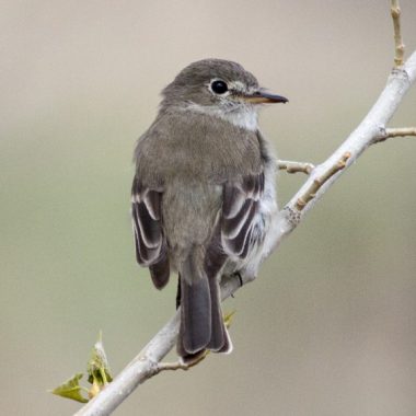 A gray flycatcher on a branch.