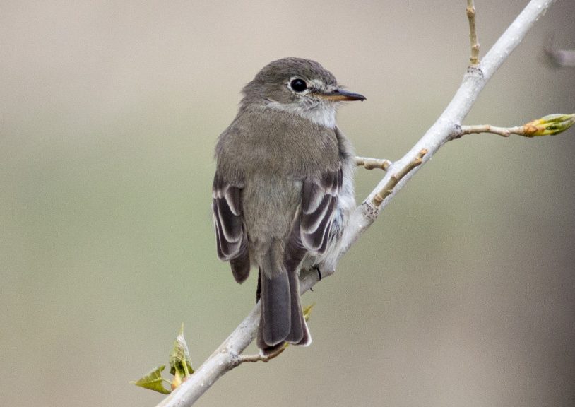 A gray flycatcher on a branch.