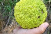 a hand holds a large hedge apple