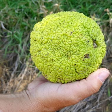 a hand holds a large hedge apple