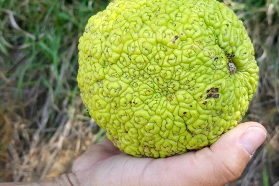 a hand holds a large hedge apple