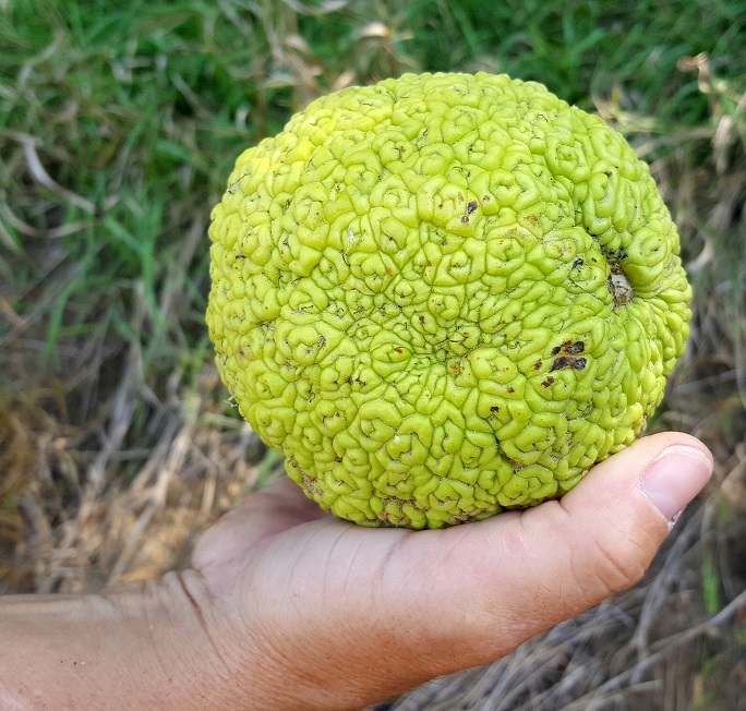 a hand holds a large hedge apple