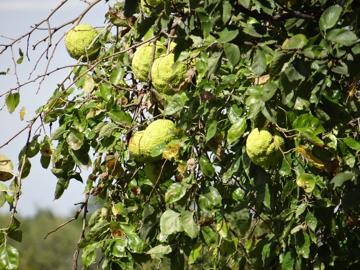 Hedge apples in a tree.