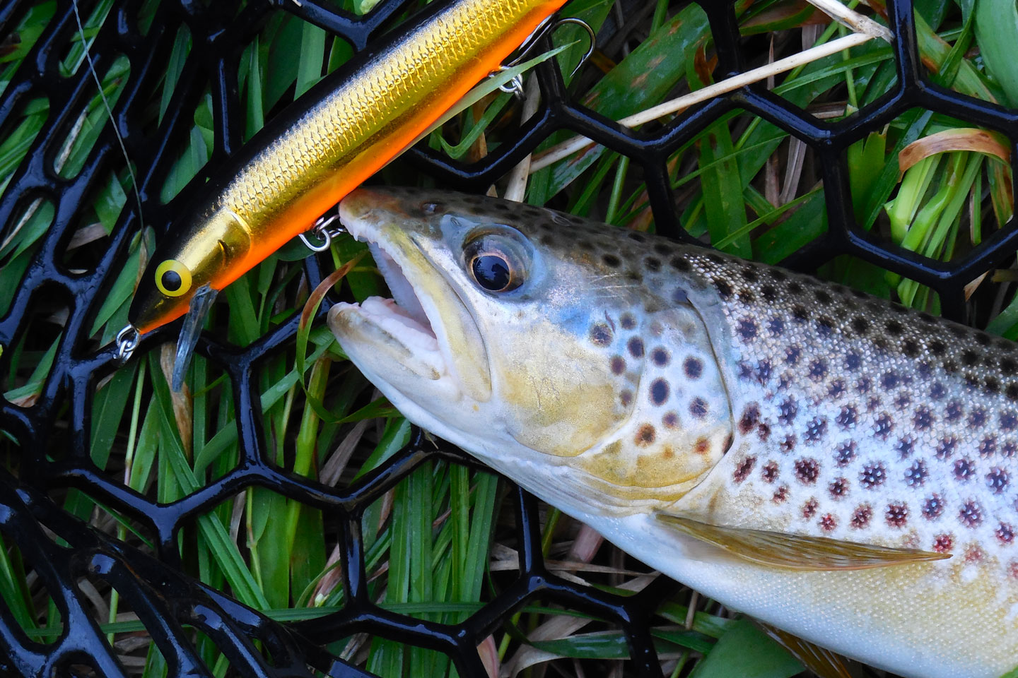 A brown trout hooked by a lure in a net.