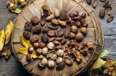 Chinese chestnut, English walnut, Hazelnut, shagbark hickory, European chestnut, pecan, black walnut, pecan-hickory cross spread display.