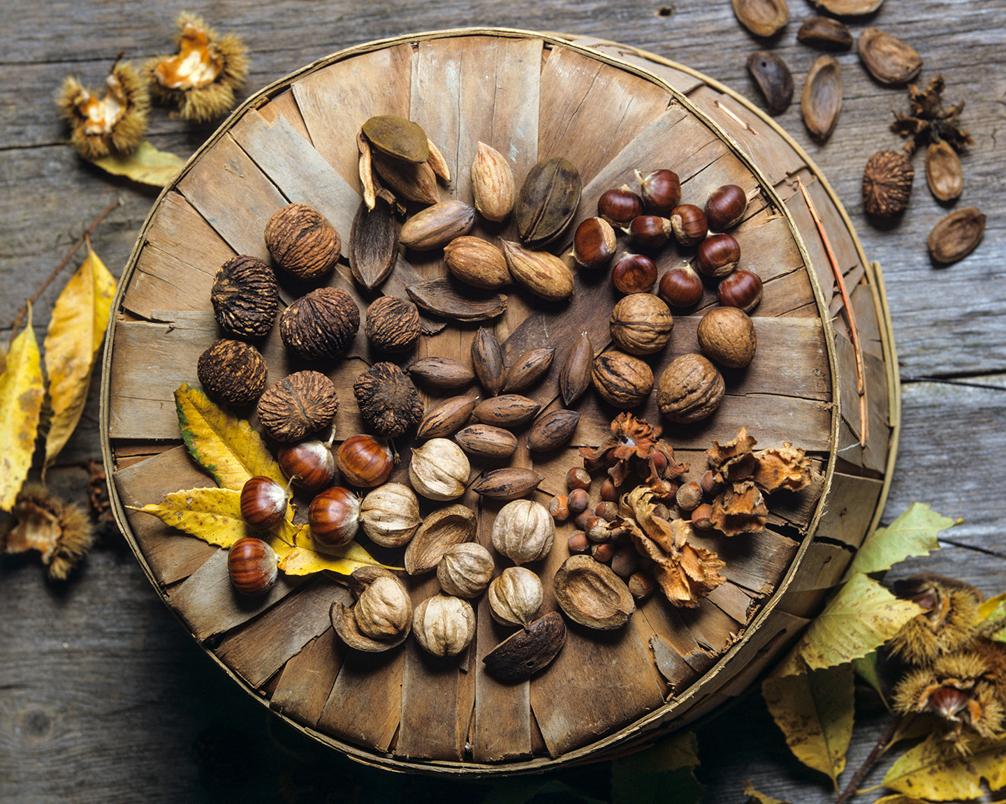 Chinese chestnut, English walnut, Hazelnut, shagbark hickory, European chestnut, pecan, black walnut, pecan-hickory cross spread display.