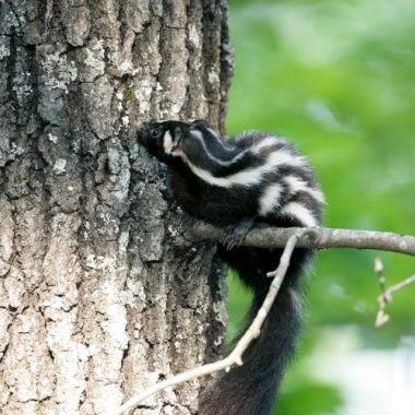 A spotted skunk sits on a limb in a tree