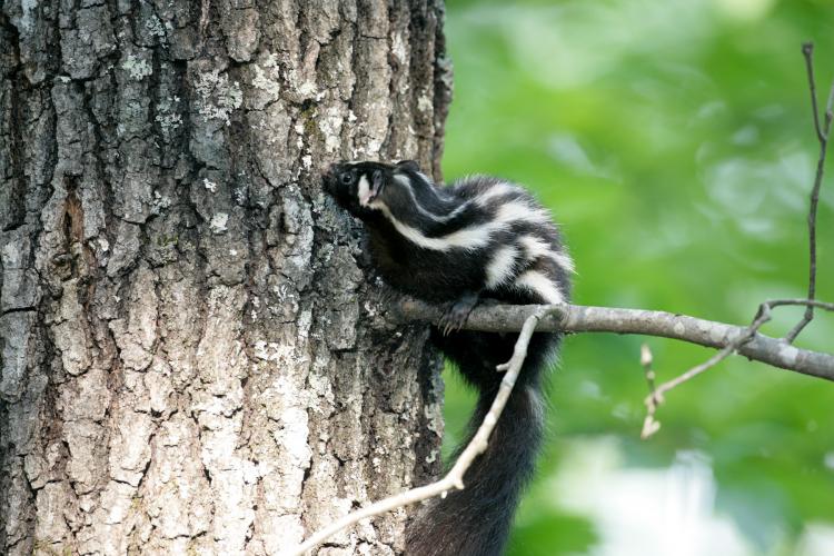 How to Help Search for Spotted Skunks | Nebraskaland Magazine