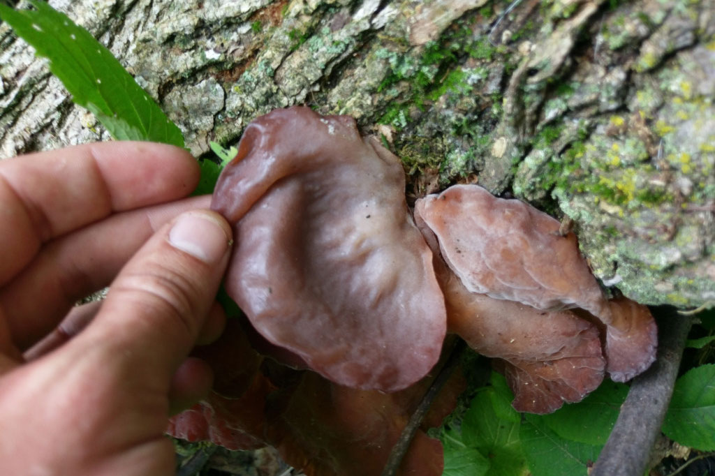 A hand holds wood ear mushrooms growing on a log.