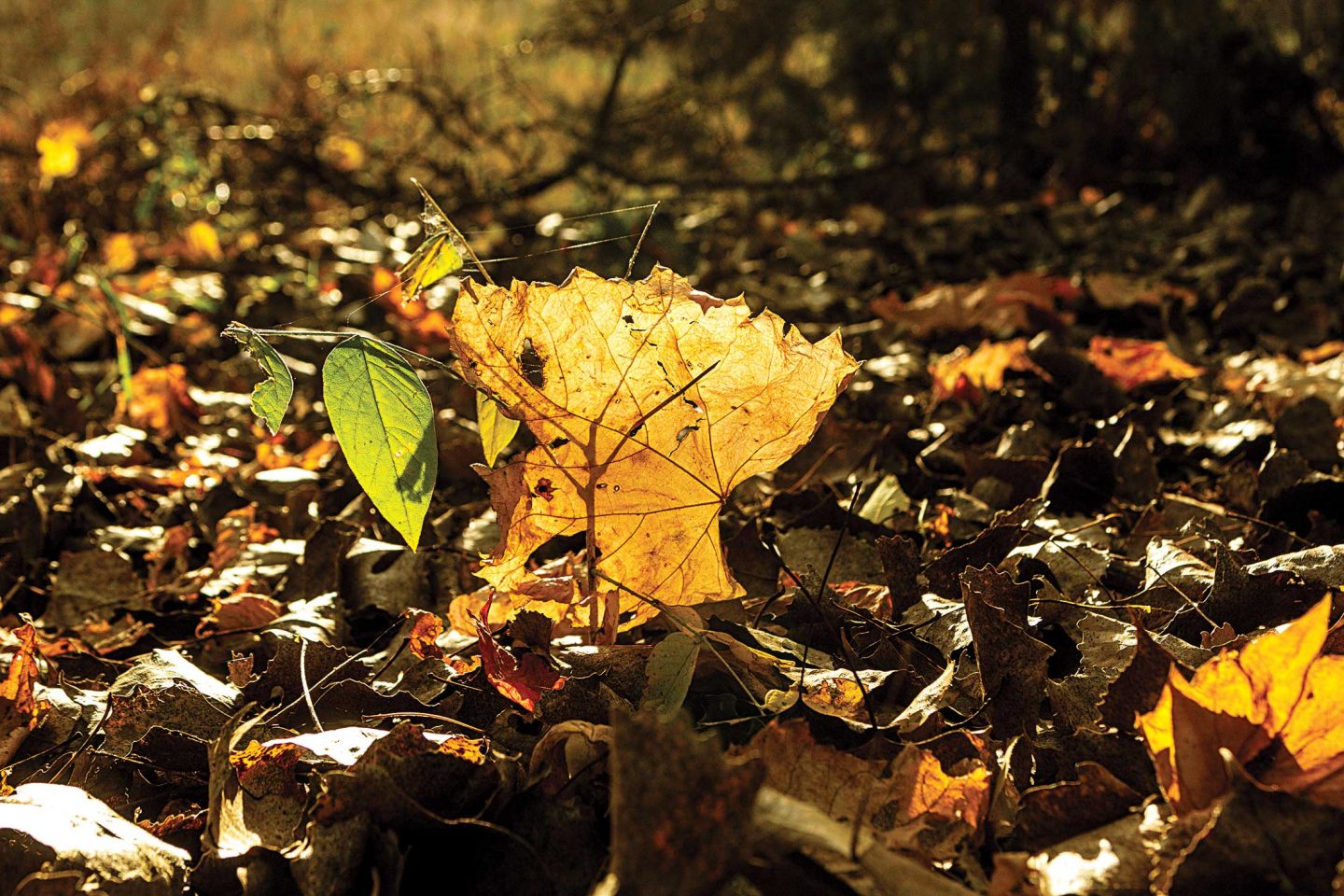 fallen cottonwood leaf