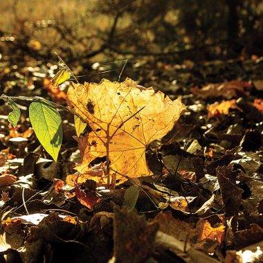 fallen cottonwood leaf