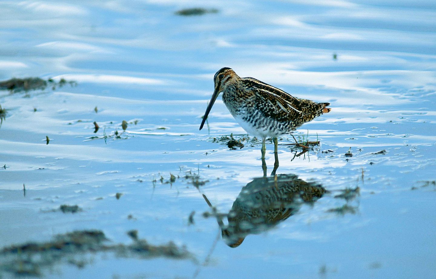 common snipe