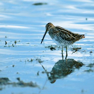 common snipe