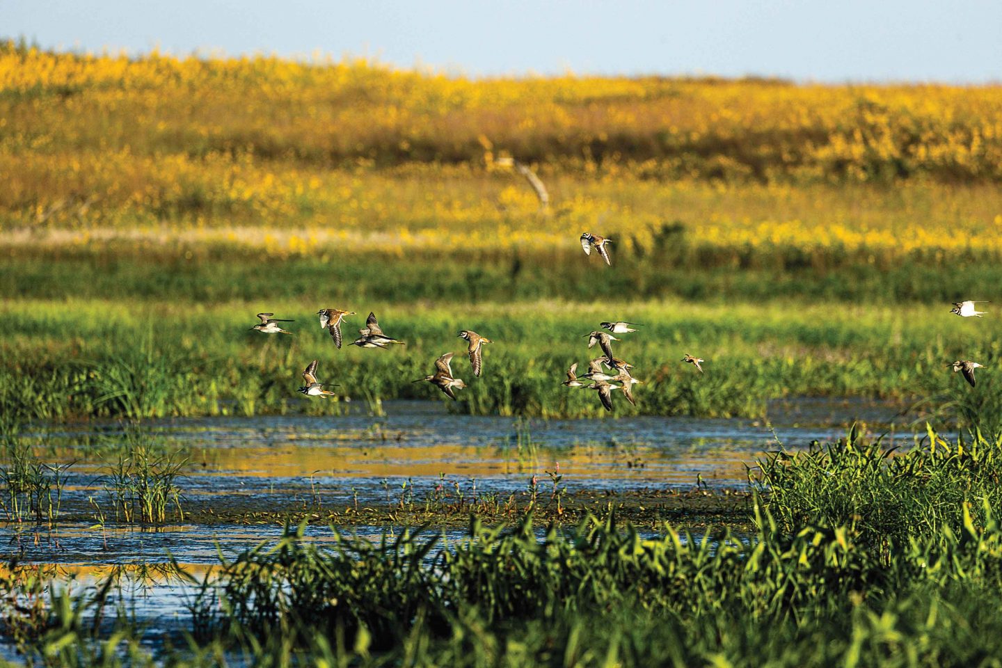 Three lesser yellowlegs, five stilt sandpipers, six killdeer, one short-billed dowitcher and two least sandpipers fly across a Rainwater Basin wetland in York County. None of these birds are legal to shoot and are not easily identifiable from a distance. Research is critical to common snipe hunting.