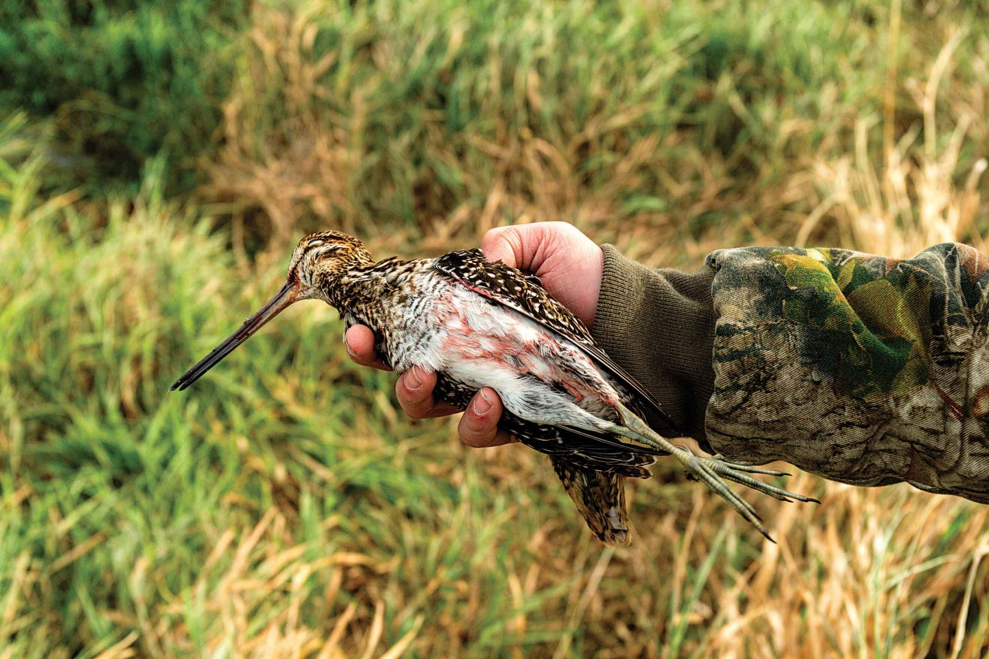 A common snipe in hand after a hunting trip.