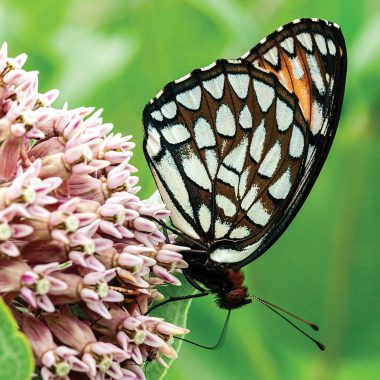 regal fritillary butterfly on a common milkweed