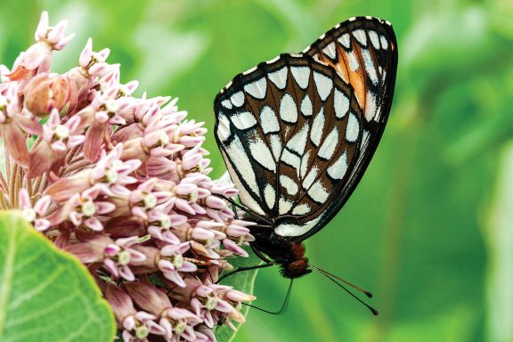 regal fritillary butterfly on a common milkweed