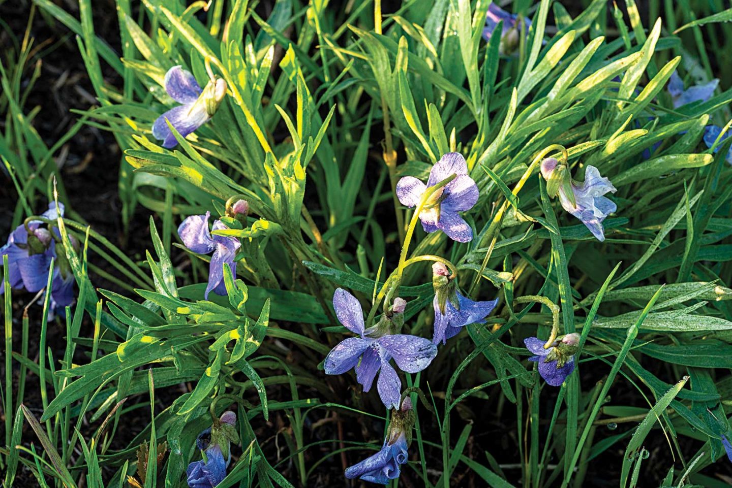 prairie violets