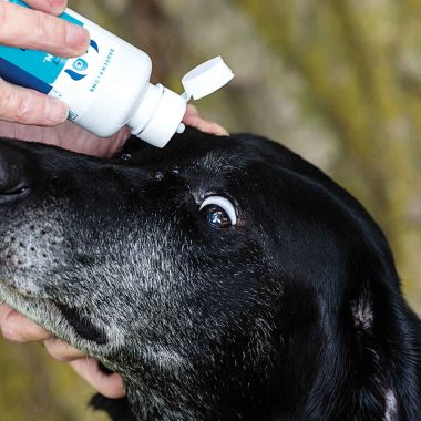 Black Labrador retriever having drops administered in its eye.