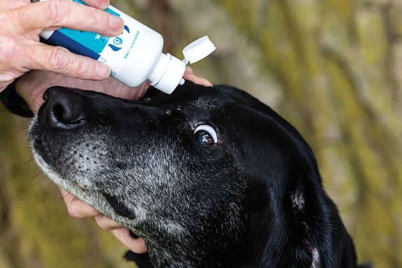 Black Labrador retriever having drops administered in its eye.