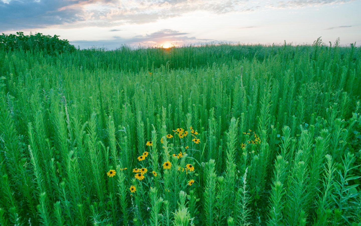 prairie and wildflower landscape