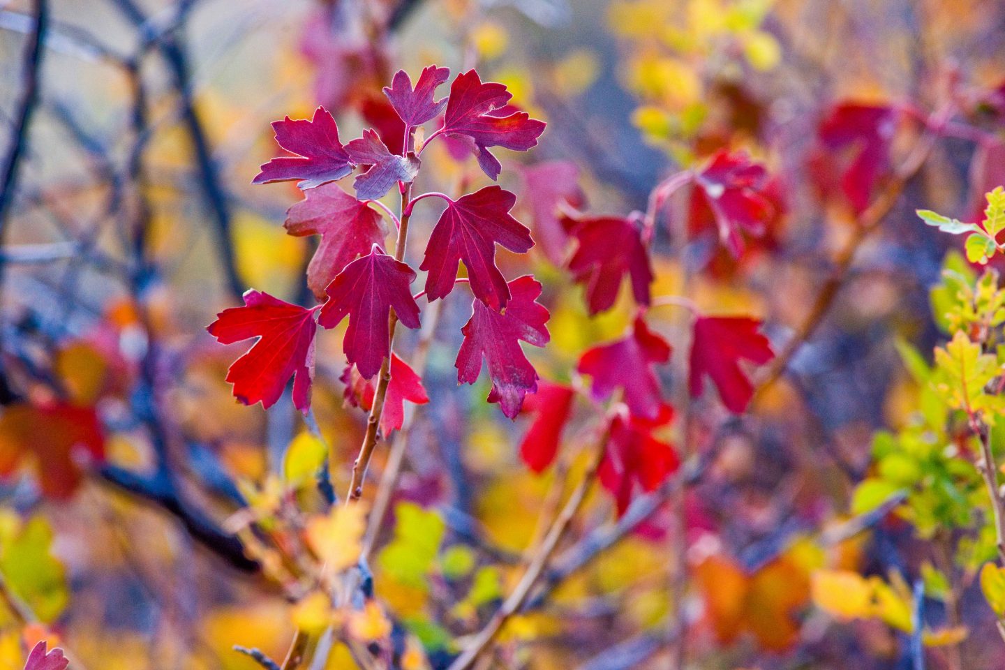 Red current leaves.