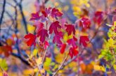 Red current leaves.