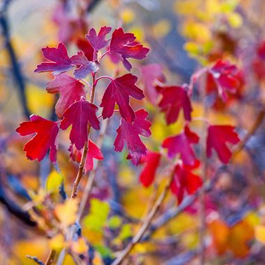 Red current leaves.