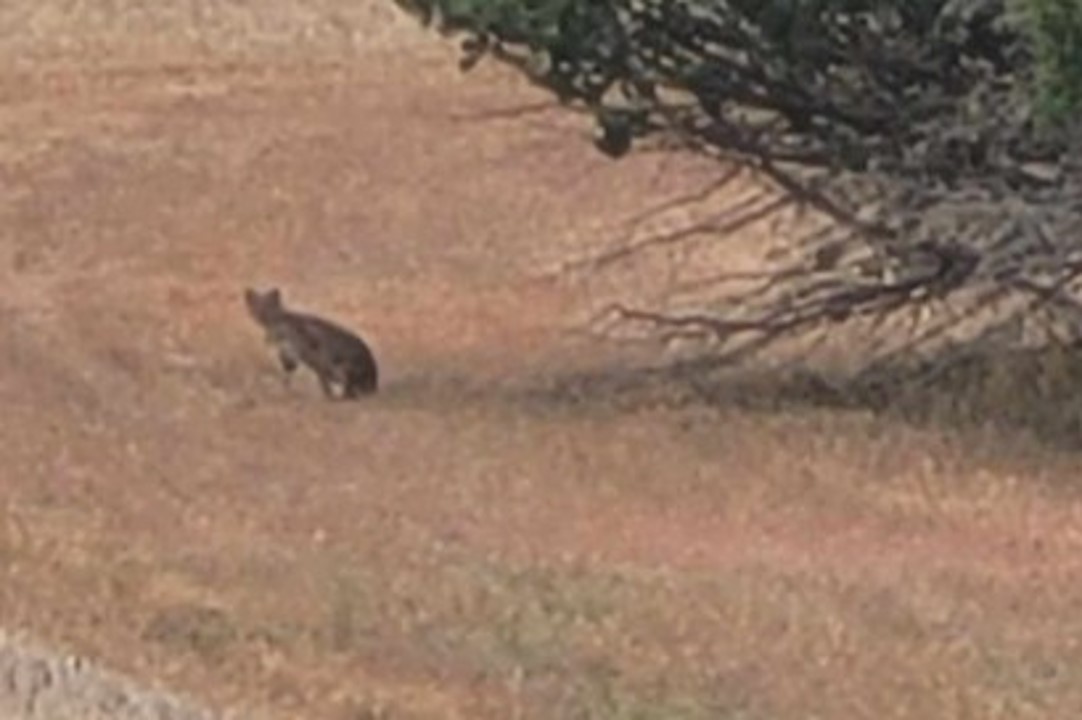 Bobcat sitting in grass near cedar tree.