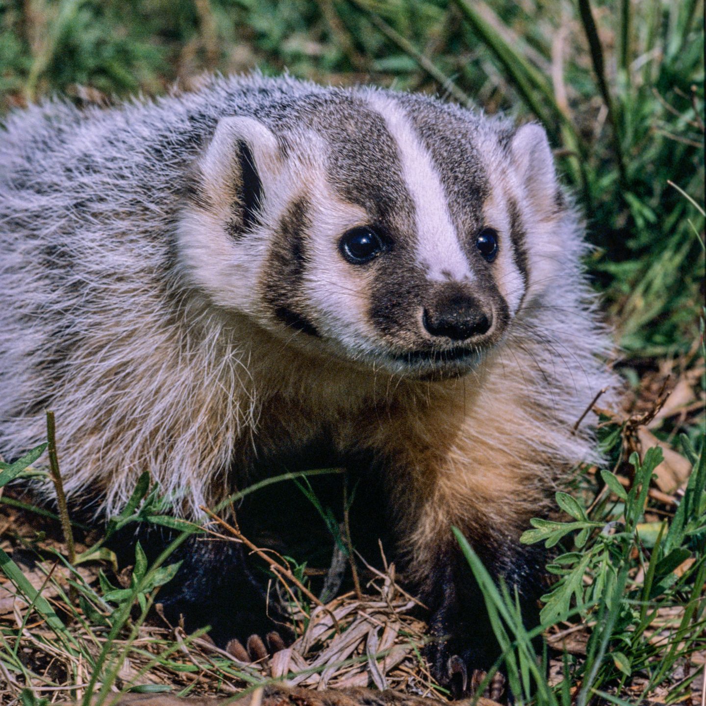 American badger