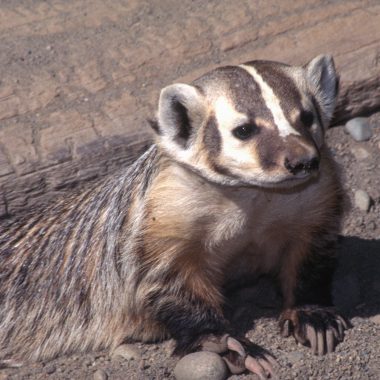 American badger