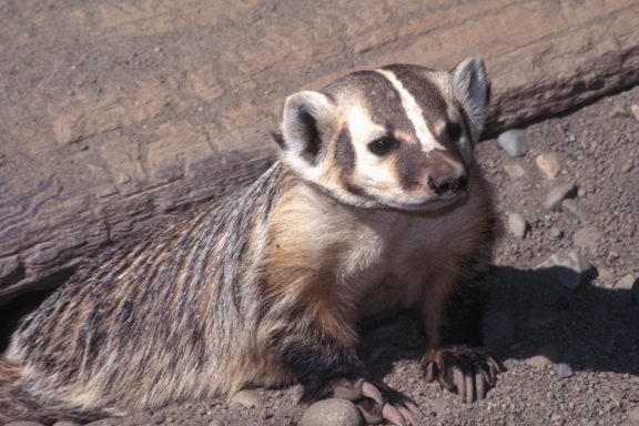 American badger