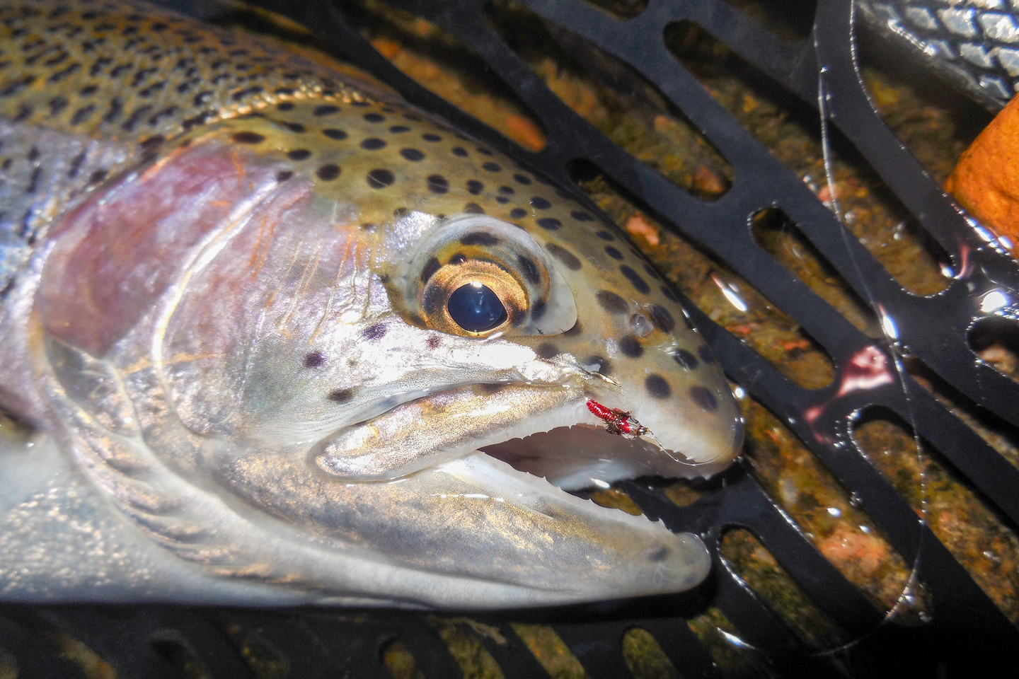 a detail shot of a fly hooked on a trout lip