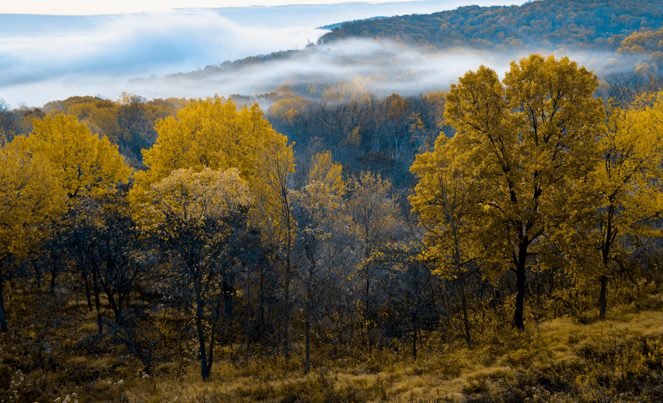 a field of yellow trees