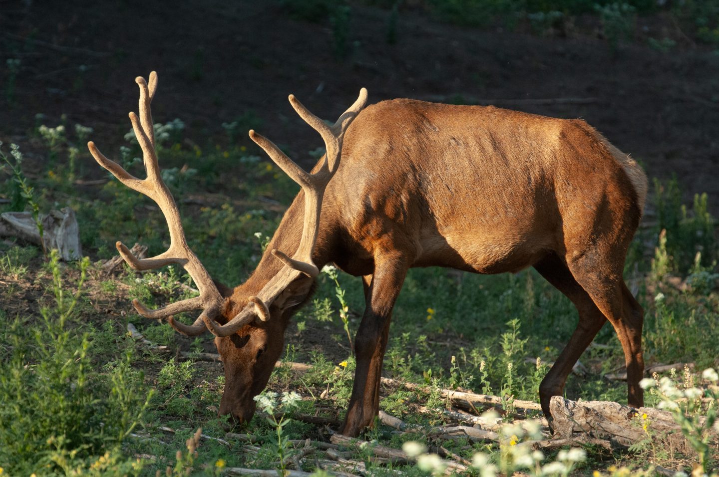 bull elk in velvet