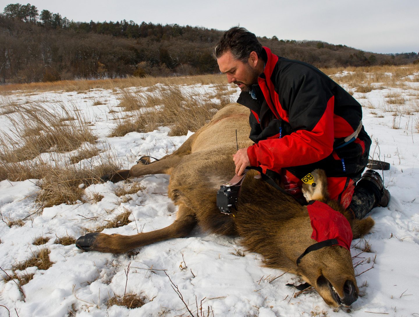 A biologist fitting an elk with a radio collar.