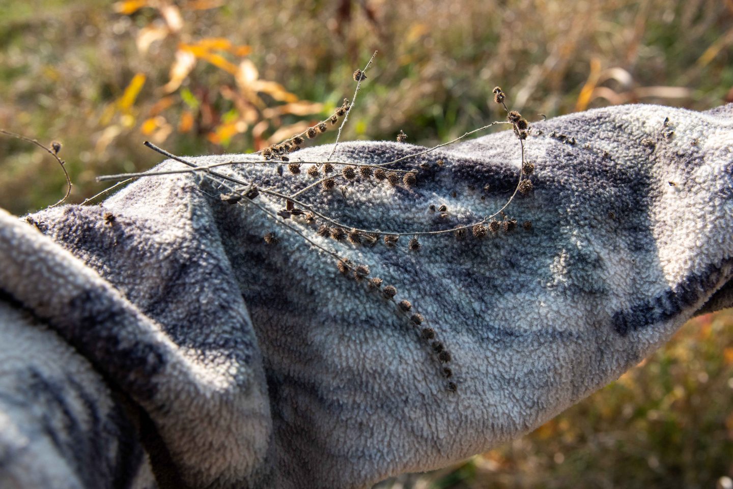 beggar's lice or stickseed stuck onto a person's sweater 