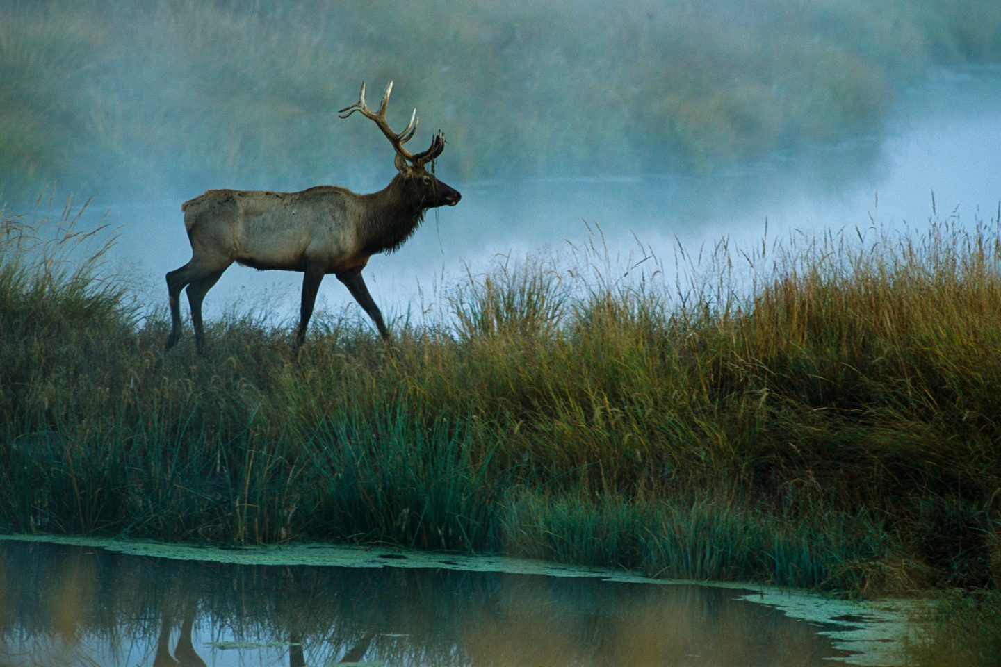 Elk - Guardians of Nebraska’s Wilderness | Nebraskaland Magazine