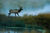 elk walking through fog near water