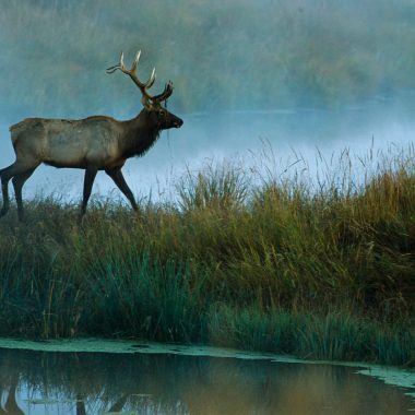 elk walking through fog near water