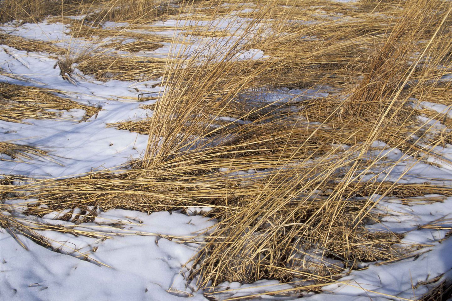 switchgrass covered in snow