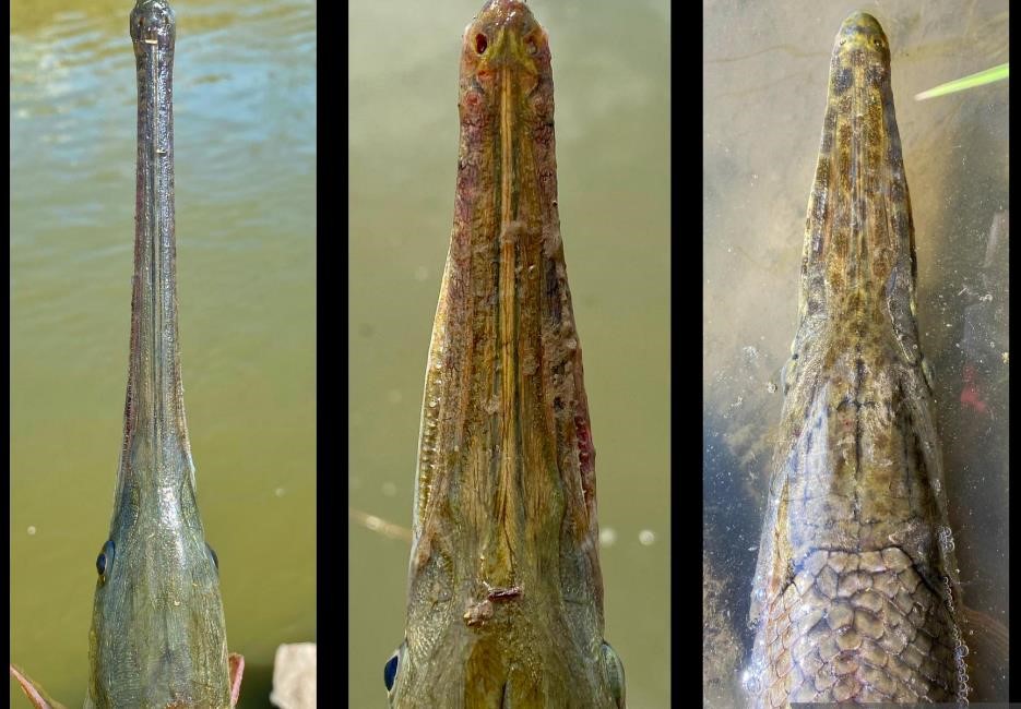 View of gar from the top, heads of longnose, shortnose and their hybrid.