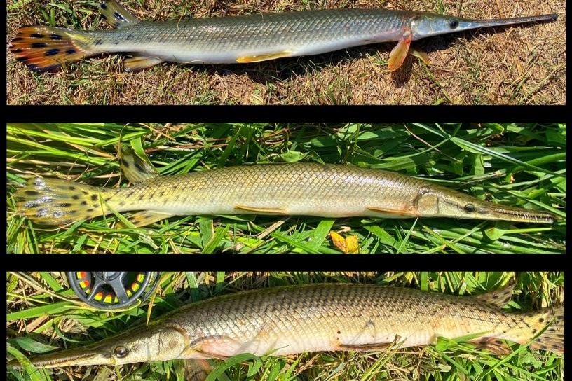 Side view of three gar, longnose, shortnose and their hybrid.